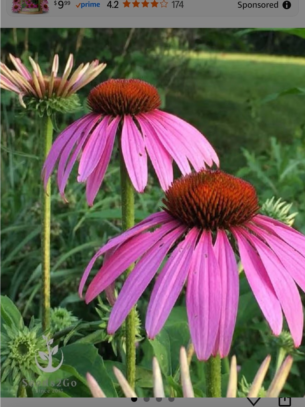 200 Cone Flower Seeds
